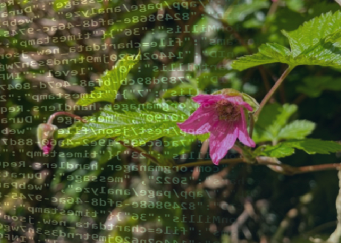 Salmonberry Flower, taken by Sang Mah